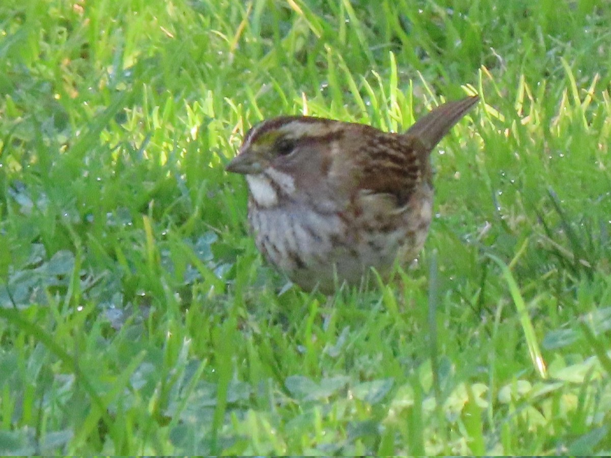 White-throated Sparrow - ML647204918