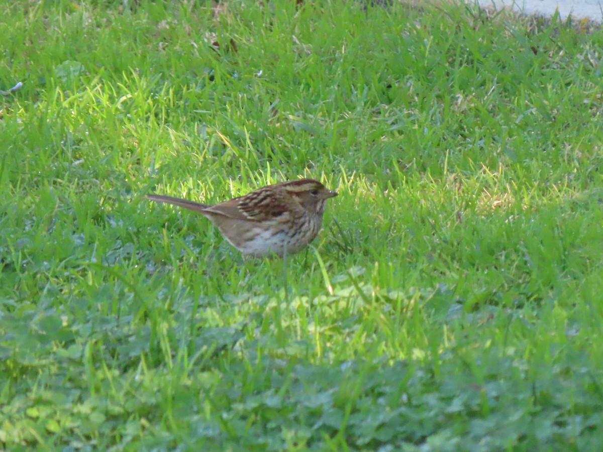 White-throated Sparrow - ML647204934