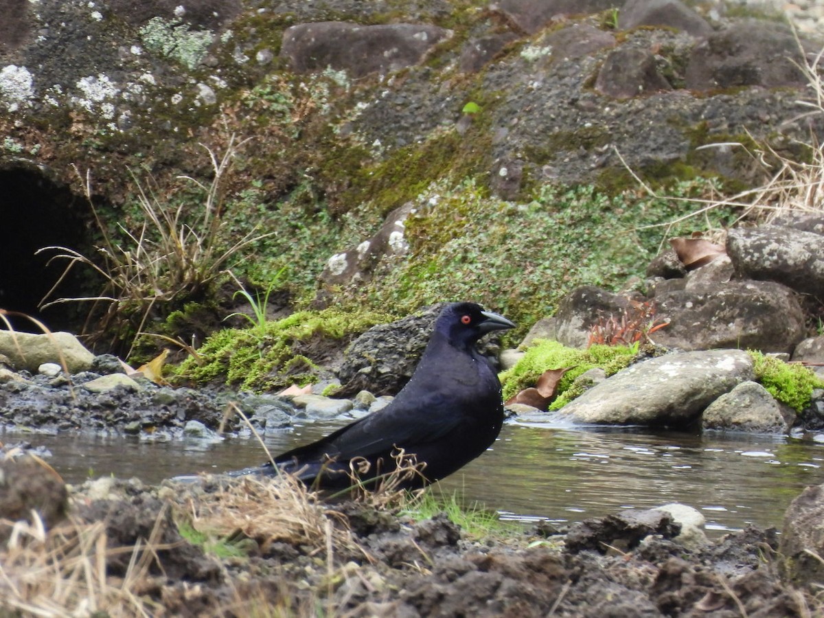 Giant Cowbird - ML647204947