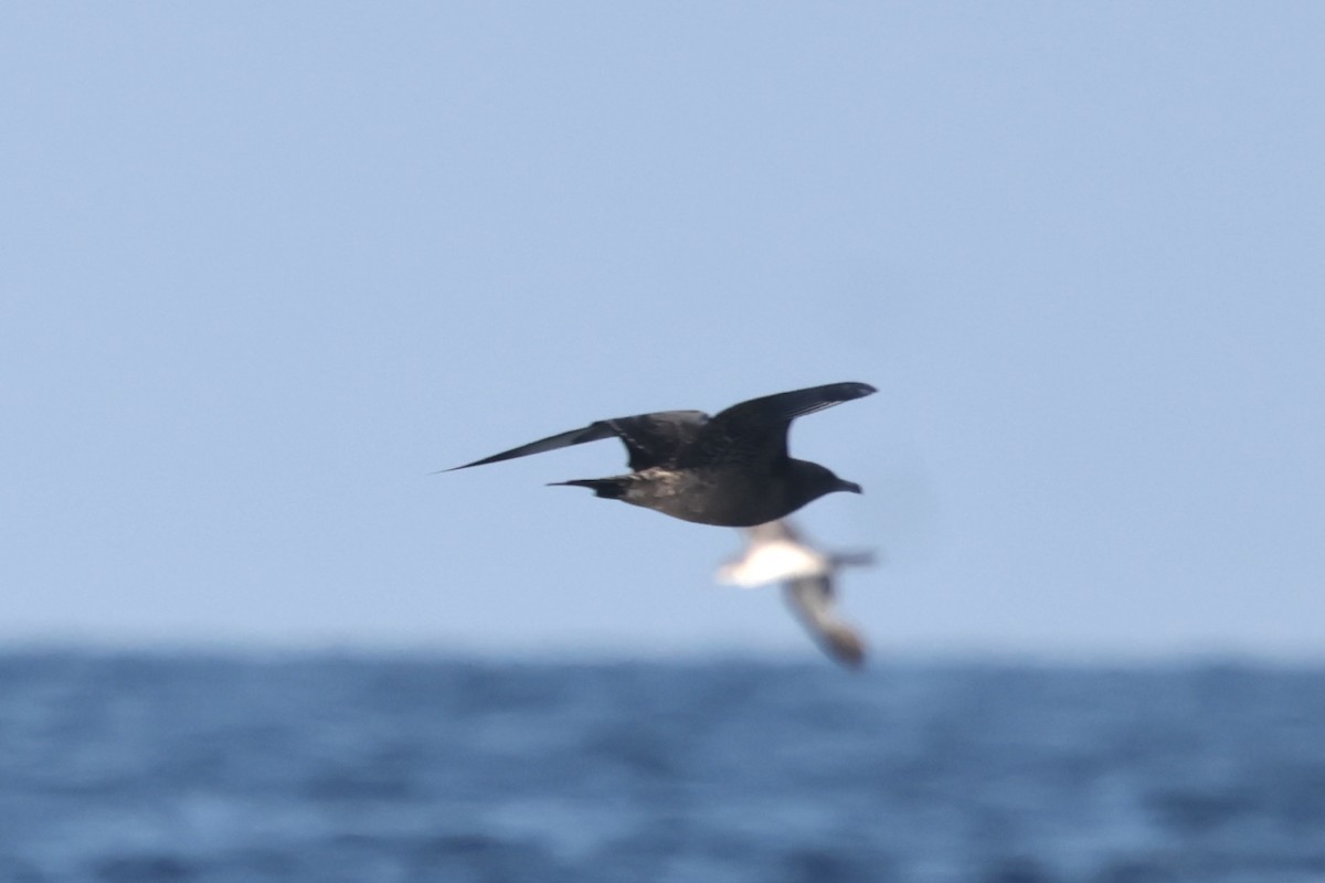 クロトウゾクカモメ - ML647204948