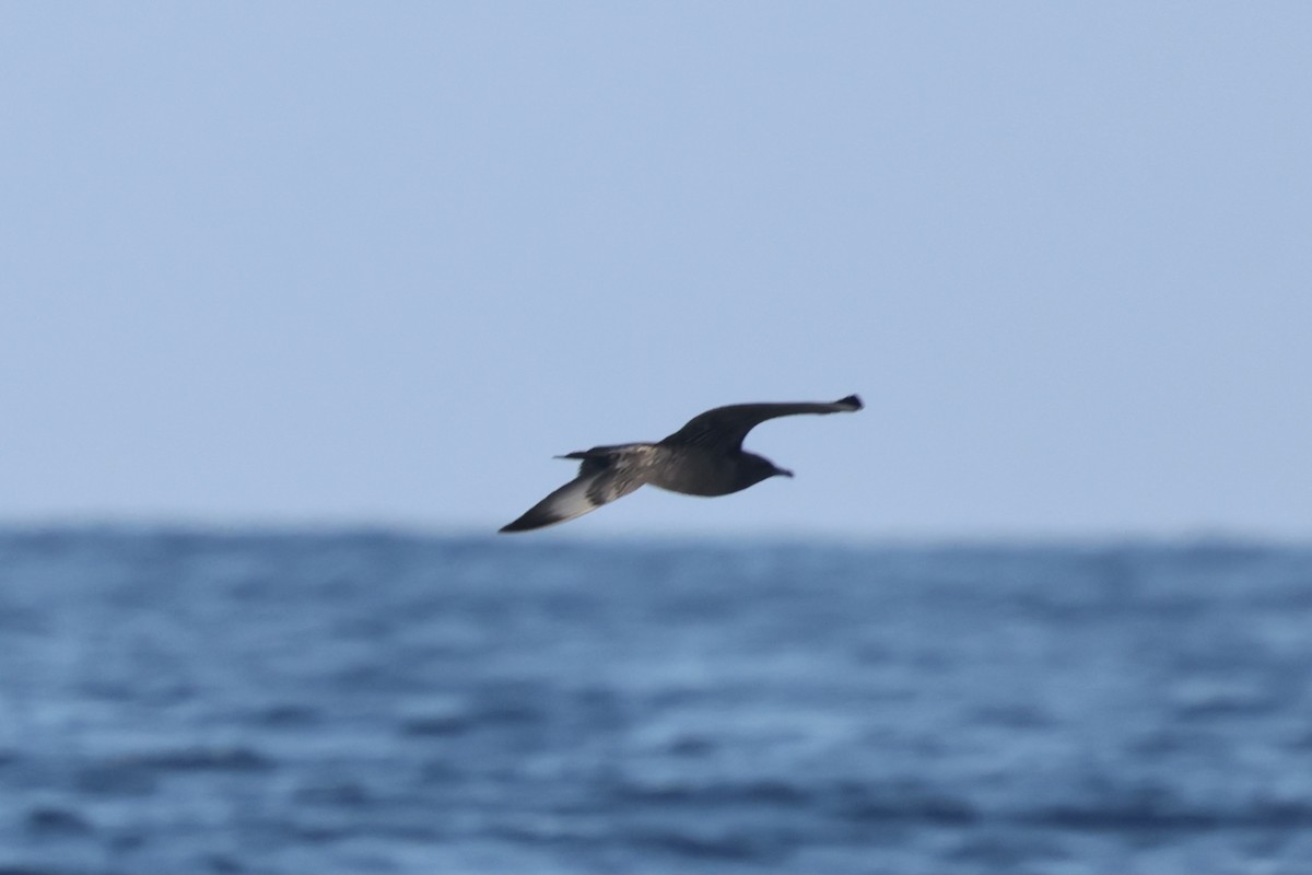 クロトウゾクカモメ - ML647204949