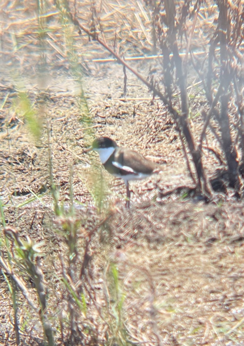 Schwarzbrust-Regenpfeifer - ML647204950