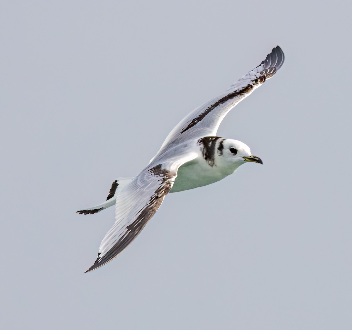 krykkje - ML647204953