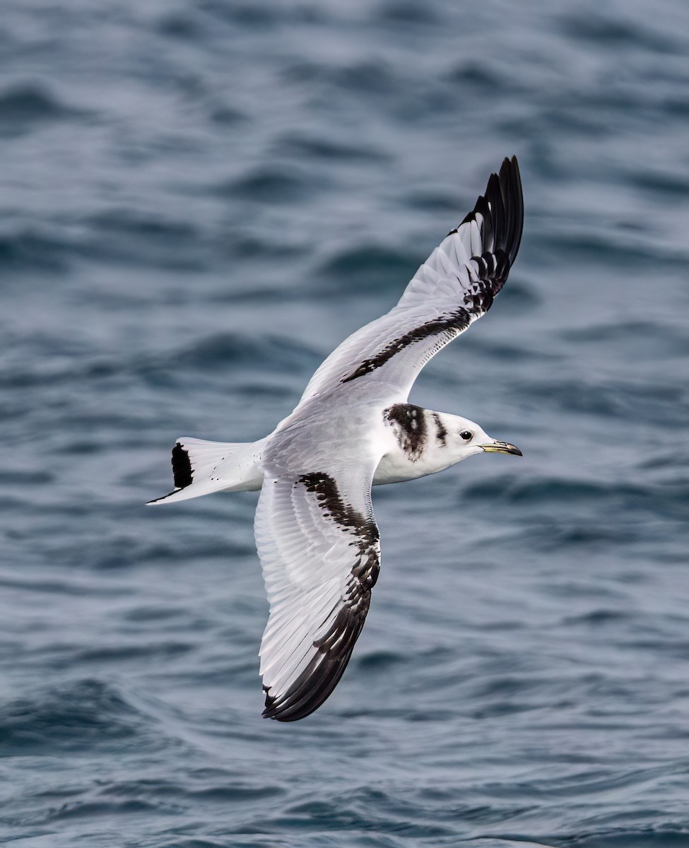 krykkje - ML647204954