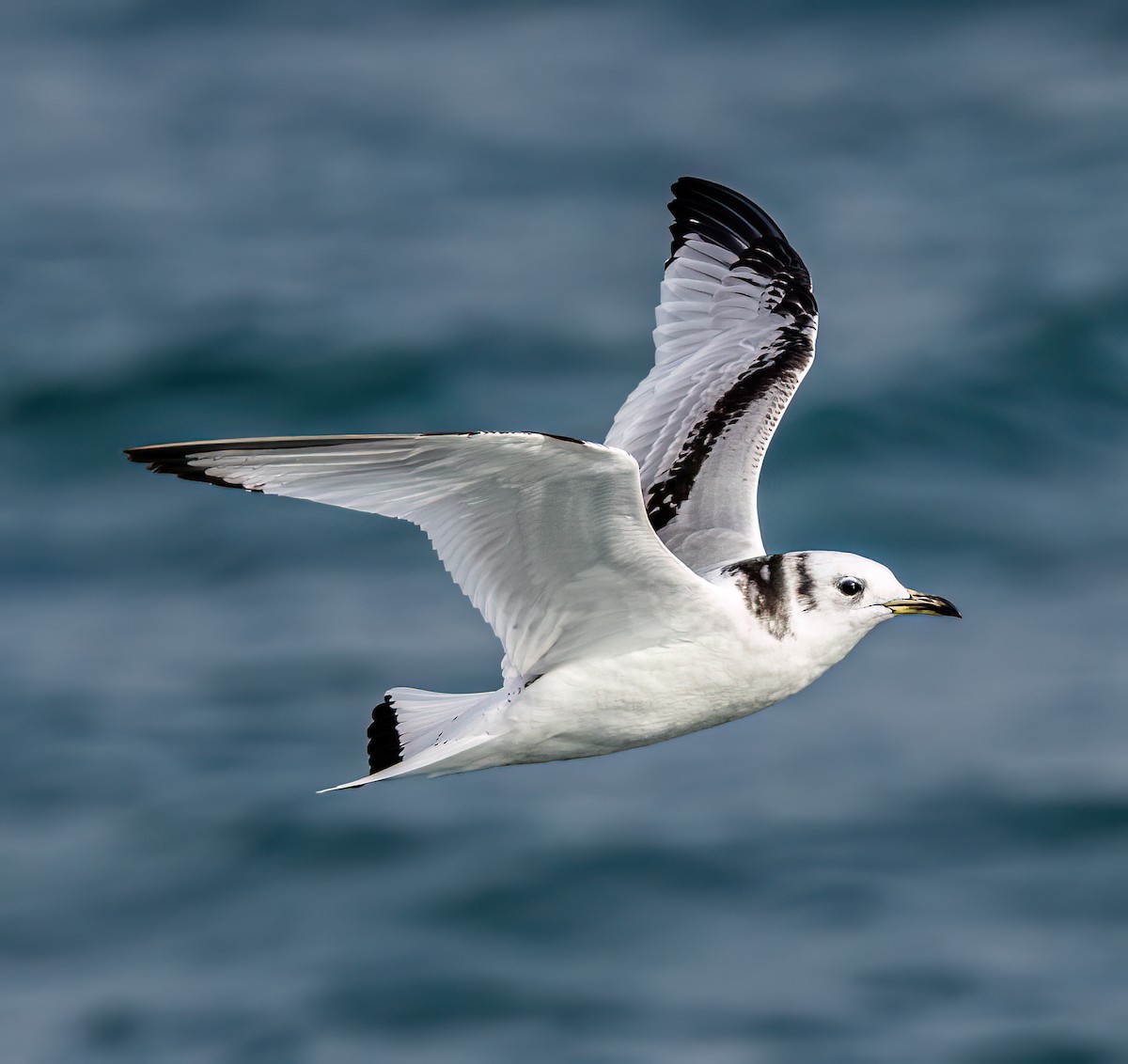 krykkje - ML647204956