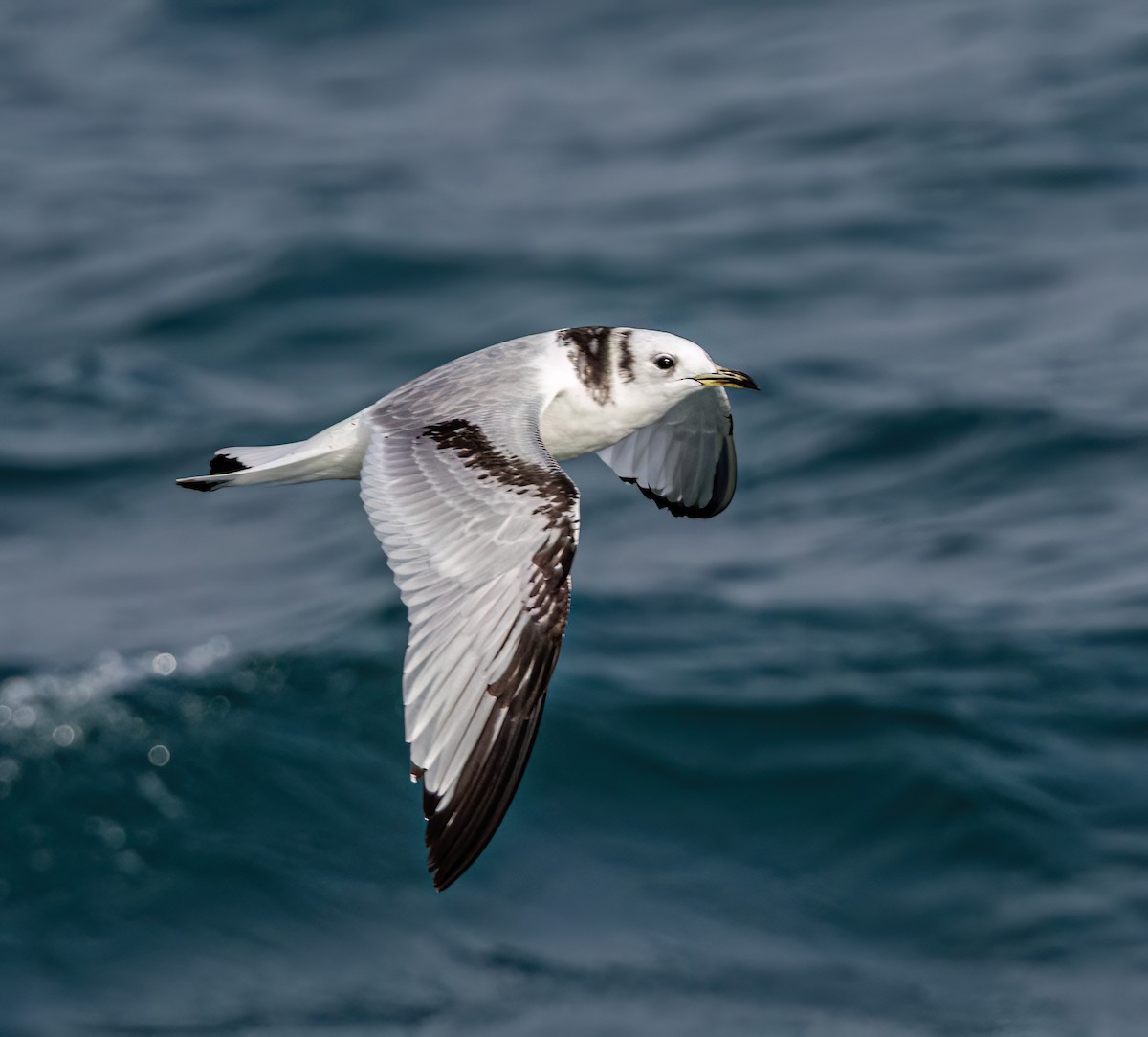 krykkje - ML647204958