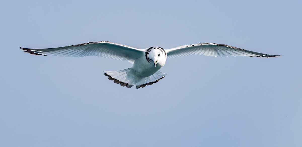 krykkje - ML647204962