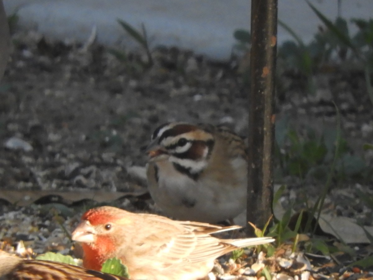 Lark Sparrow - ML647204968