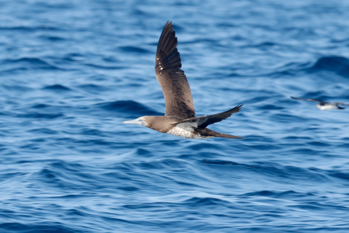 Cocos Booby - ML647204977