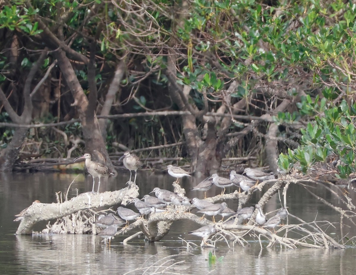 ソリハシシギ - ML647204986