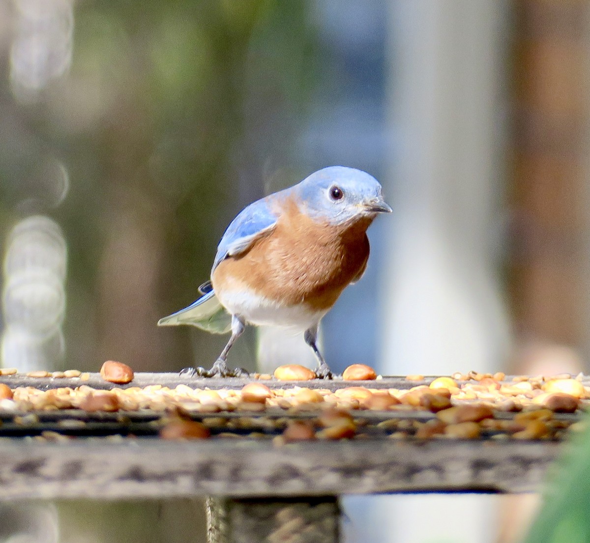 Eastern Bluebird - ML647204996
