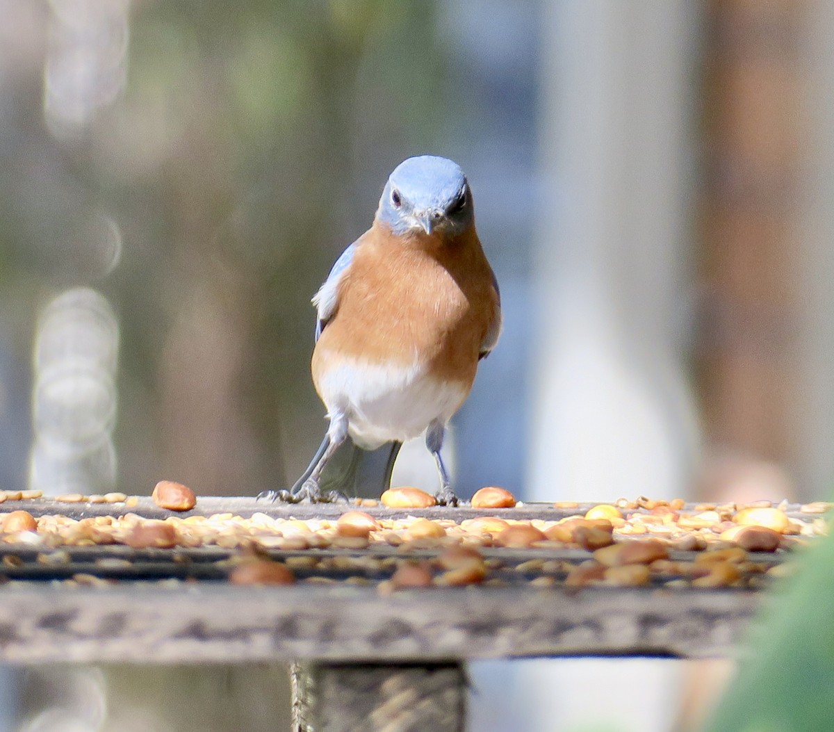 Eastern Bluebird - ML647204997