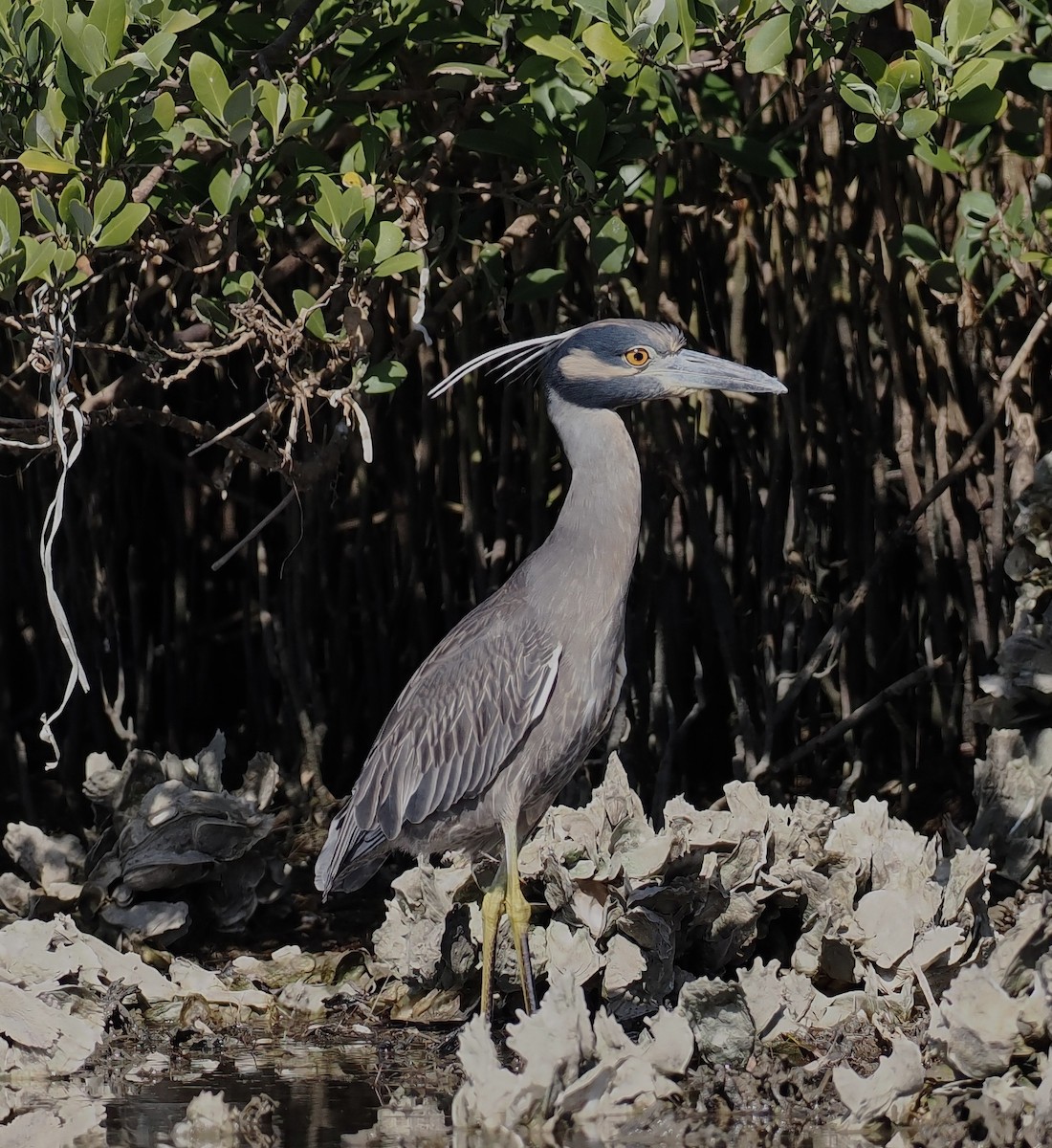 Yellow-crowned Night Heron - ML647205008