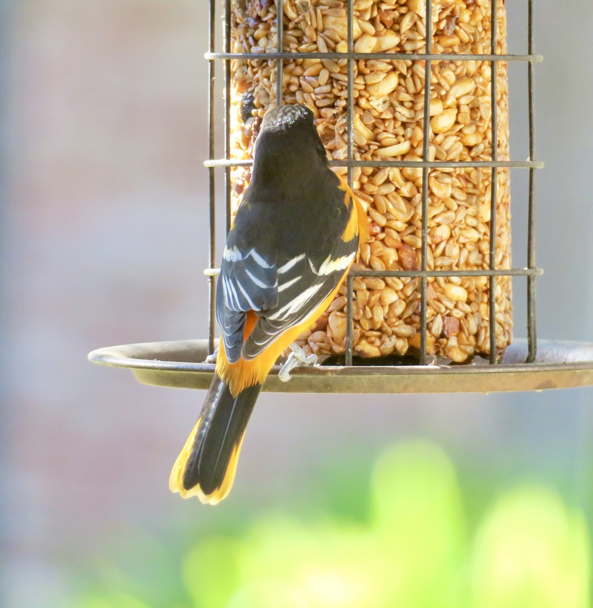 Baltimore Oriole - ML647205020