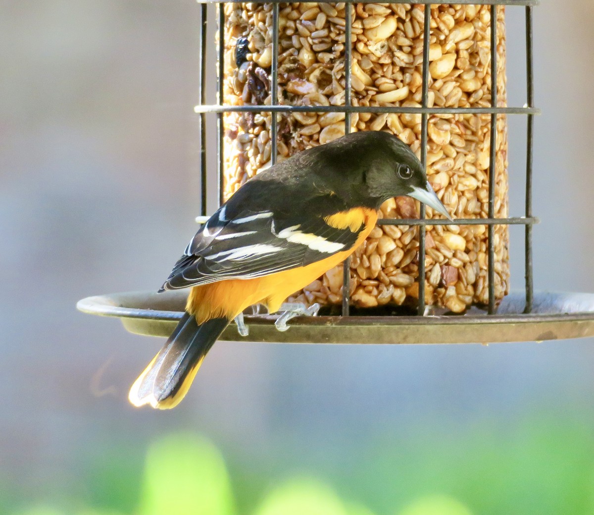 Baltimore Oriole - ML647205021