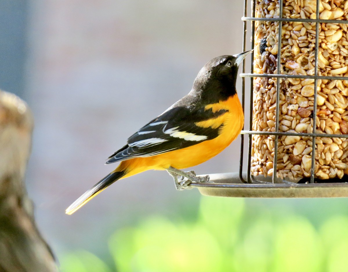 Baltimore Oriole - ML647205022