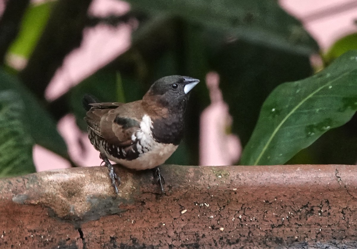 Bronze Mannikin - ML647205023