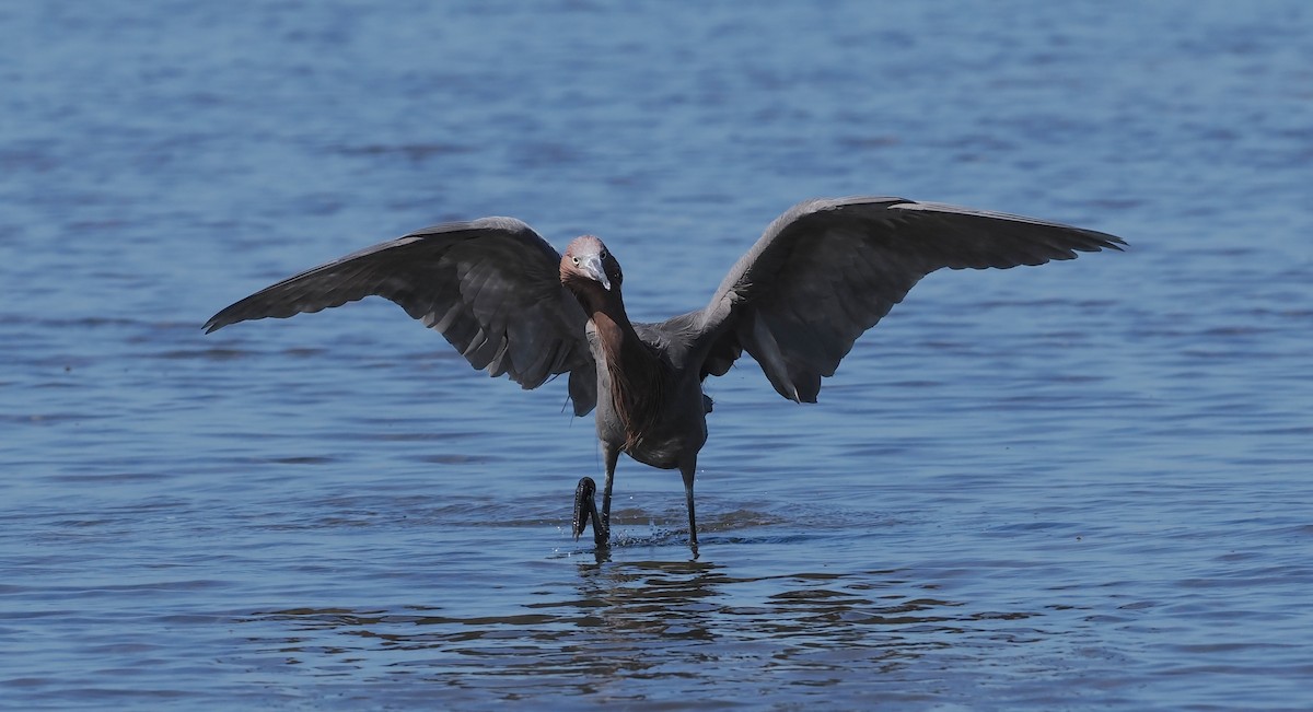 Reddish Egret - ML647205030