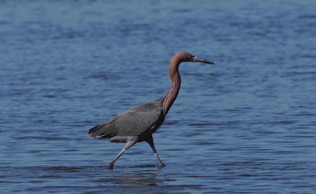 Reddish Egret - ML647205031