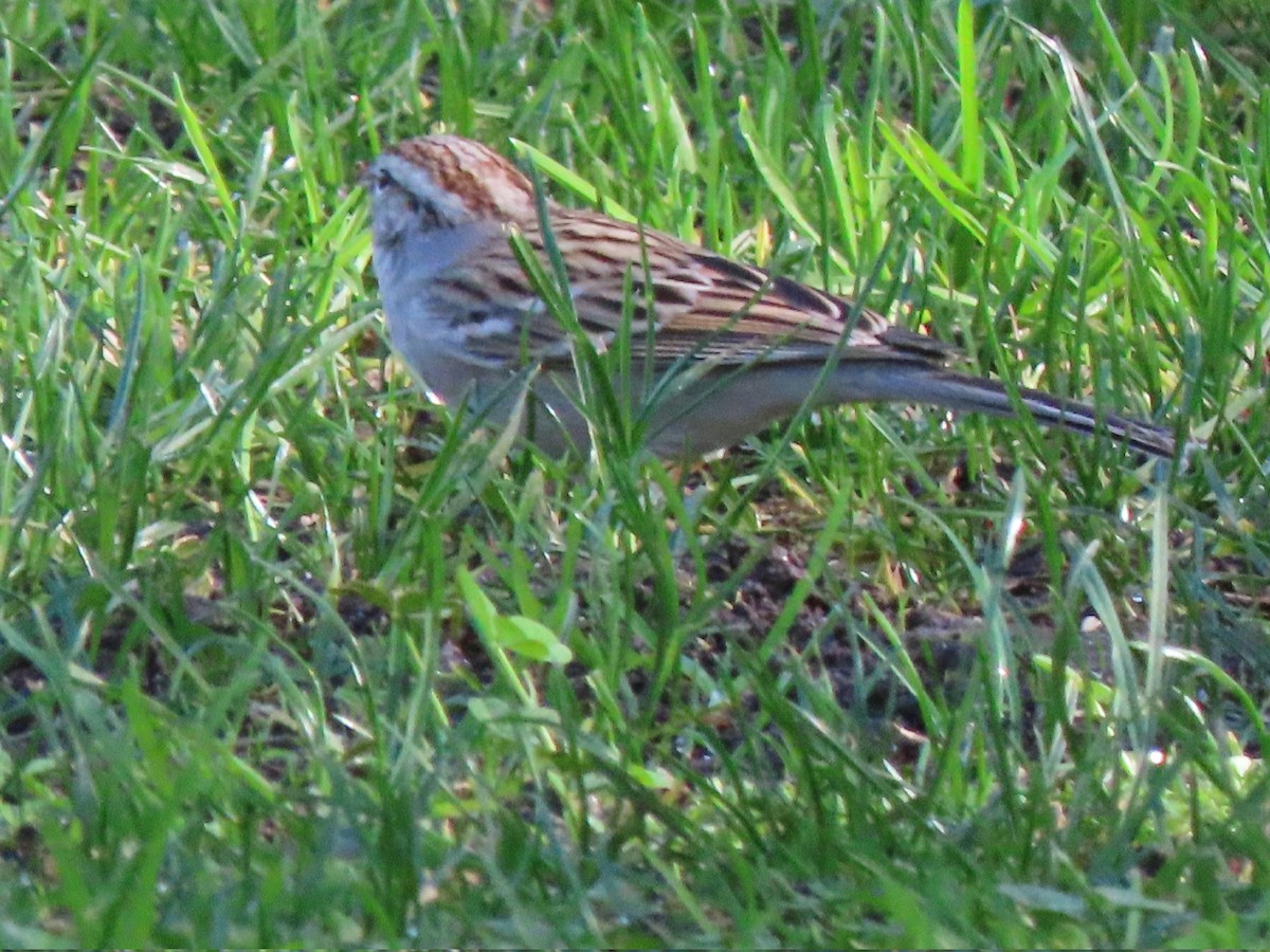 Chipping Sparrow - ML647205032