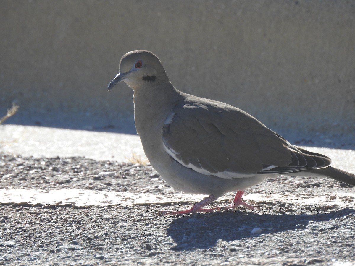 White-winged Dove - ML647205035