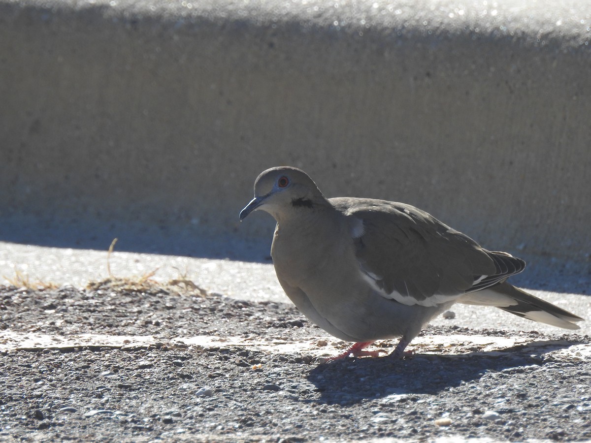 White-winged Dove - ML647205036