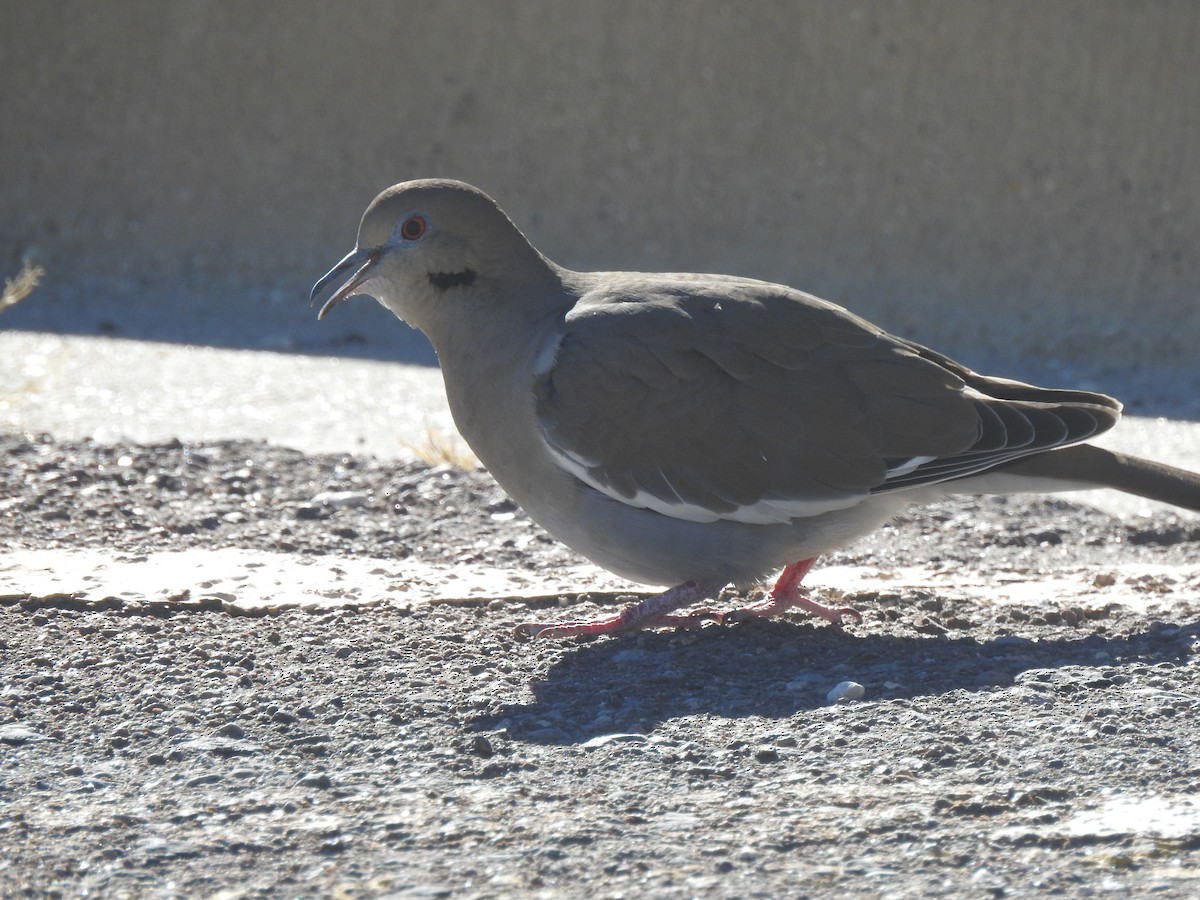 White-winged Dove - ML647205037