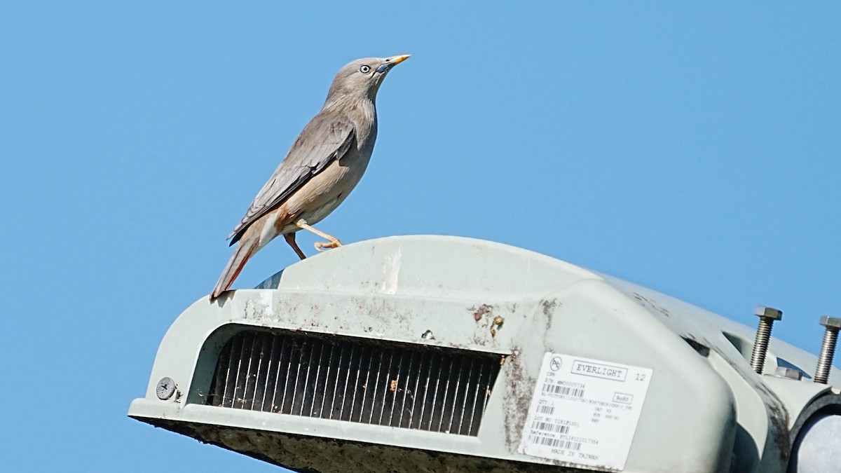 Chestnut-tailed Starling - ML647205038