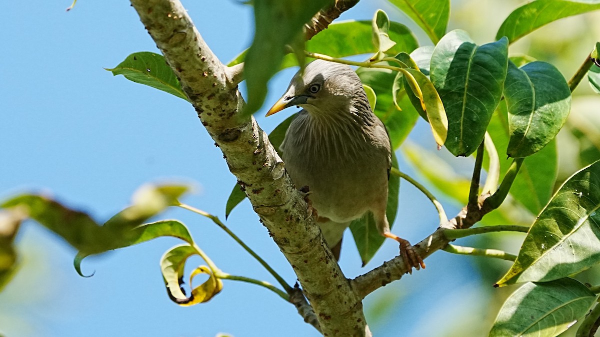 Chestnut-tailed Starling - ML647205039