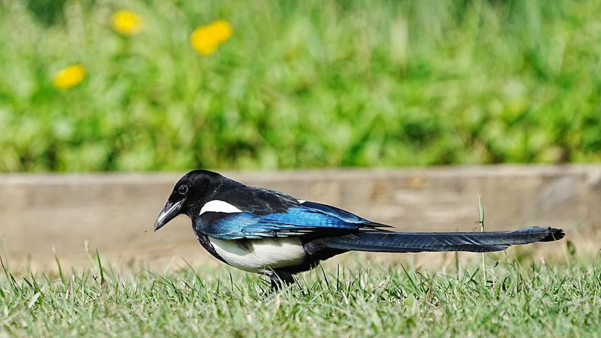 Дорнын шаазгай - ML647205053