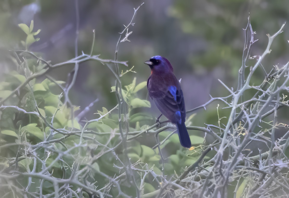 Varied Bunting - ML647205056