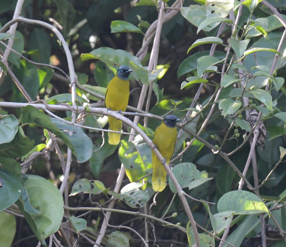 Black-headed Bulbul - ML647205057