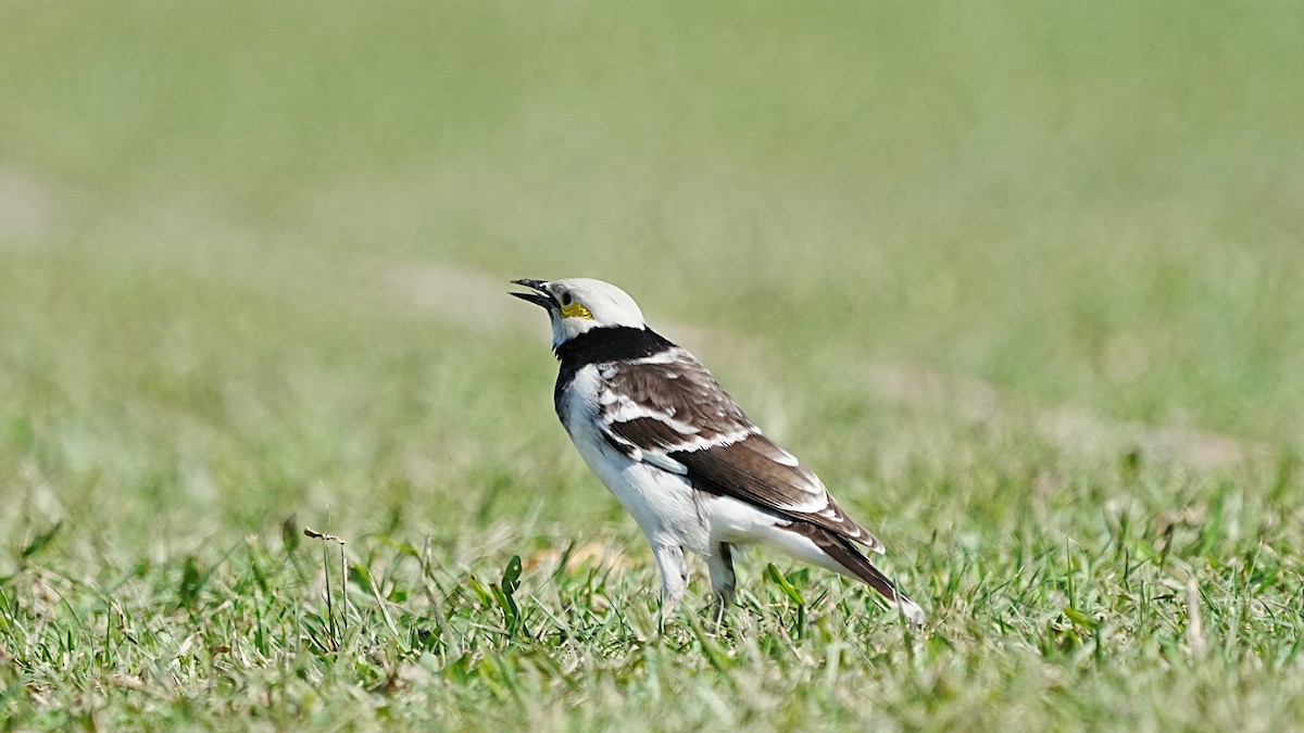 Black-collared Starling - ML647205067