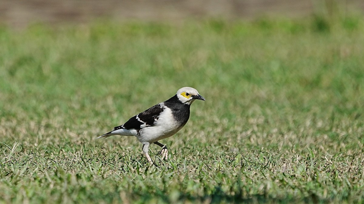 Black-collared Starling - ML647205068