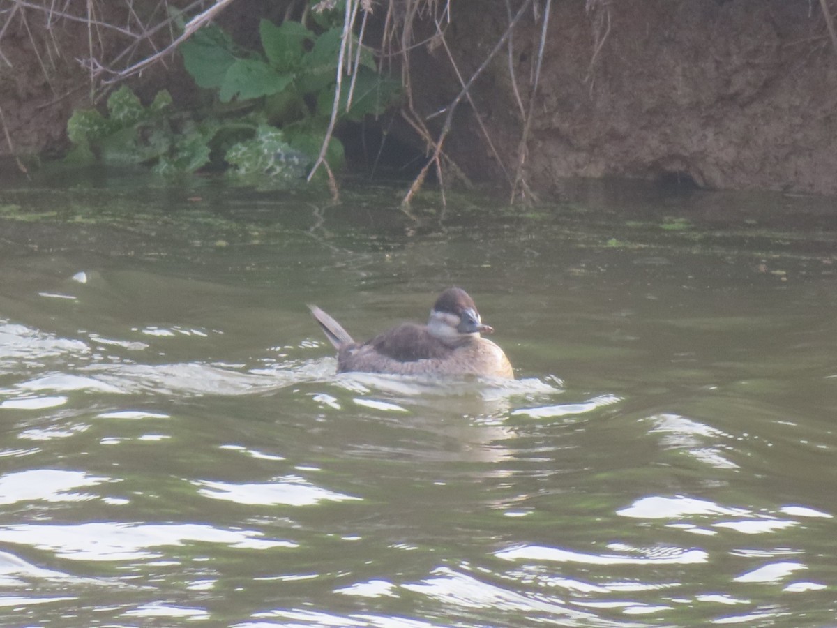 Американская савка - ML647205098