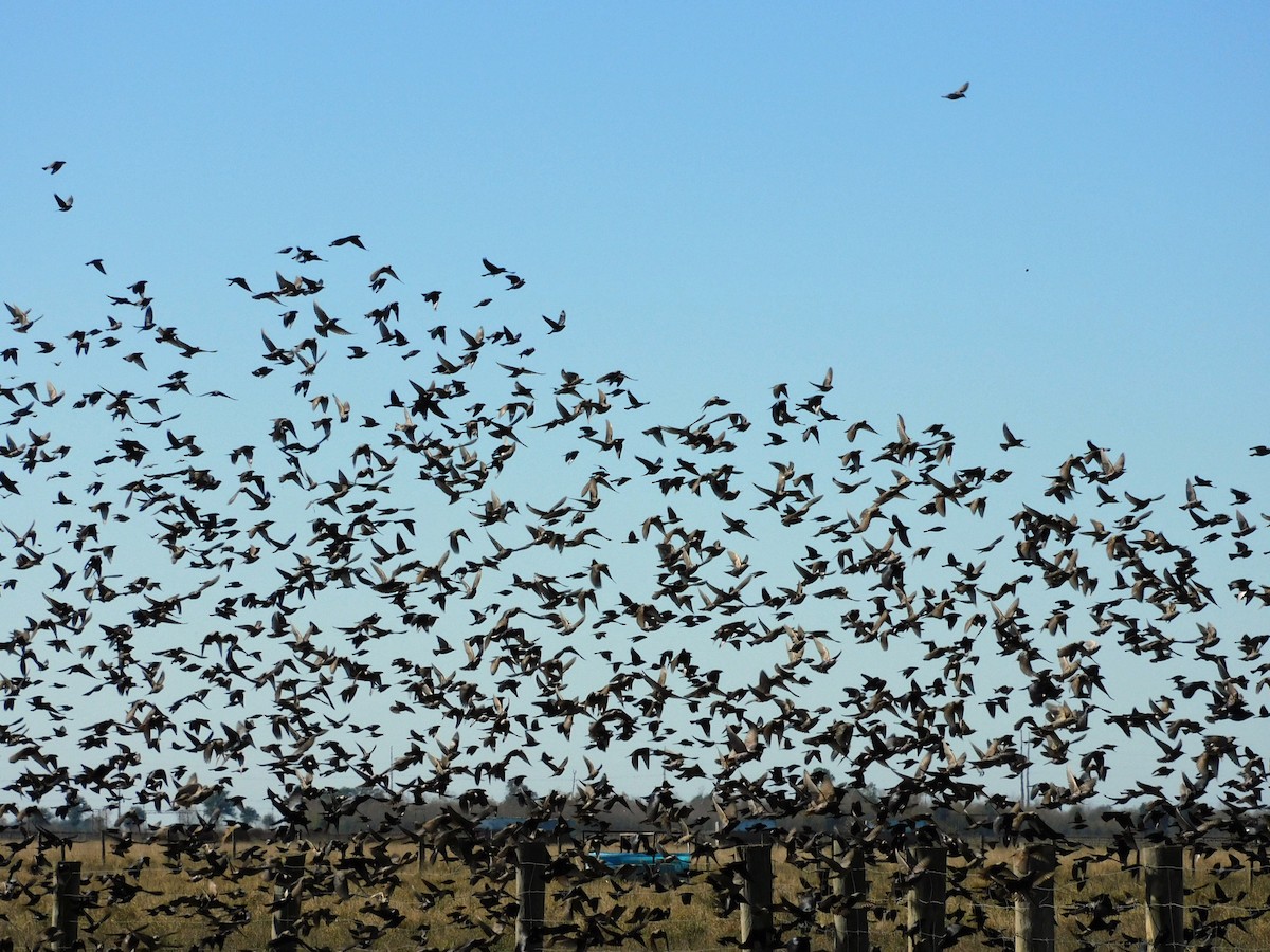 blackbird sp. - ML647205124