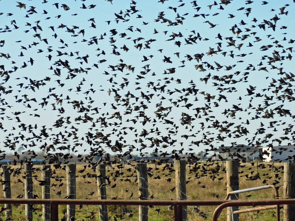 blackbird sp. - ML647205125