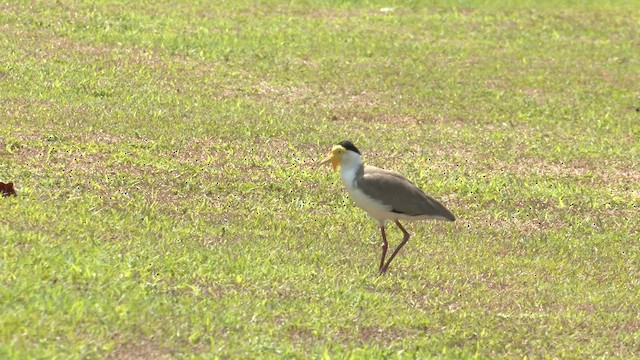 čejka australská (ssp. miles) - ML647205130