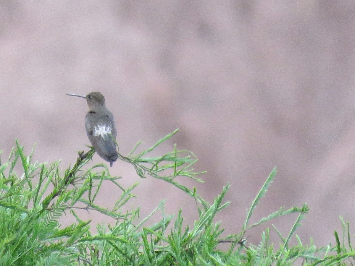 Giant Hummingbird - ML647205131