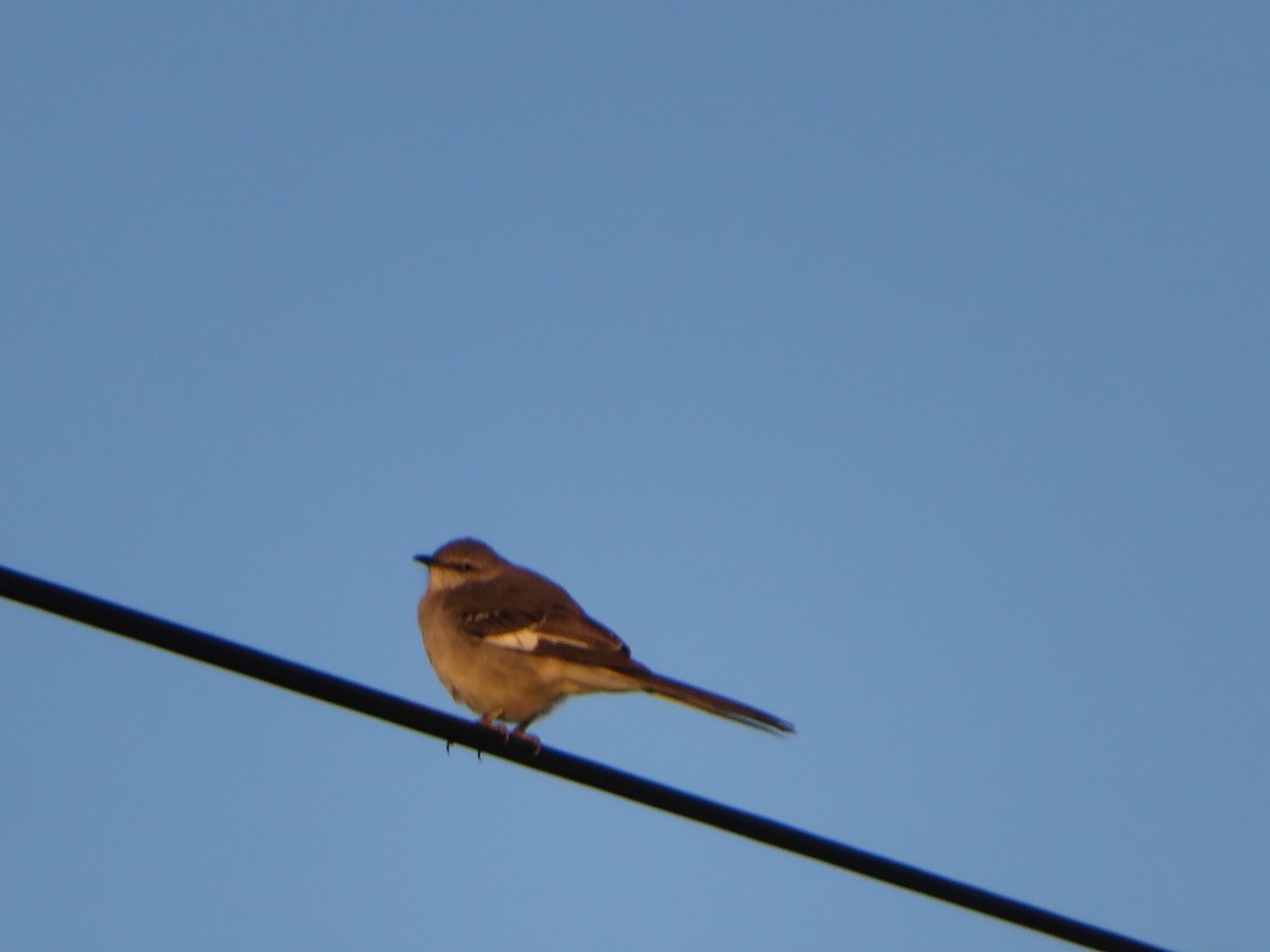 Northern Mockingbird - ML647205138