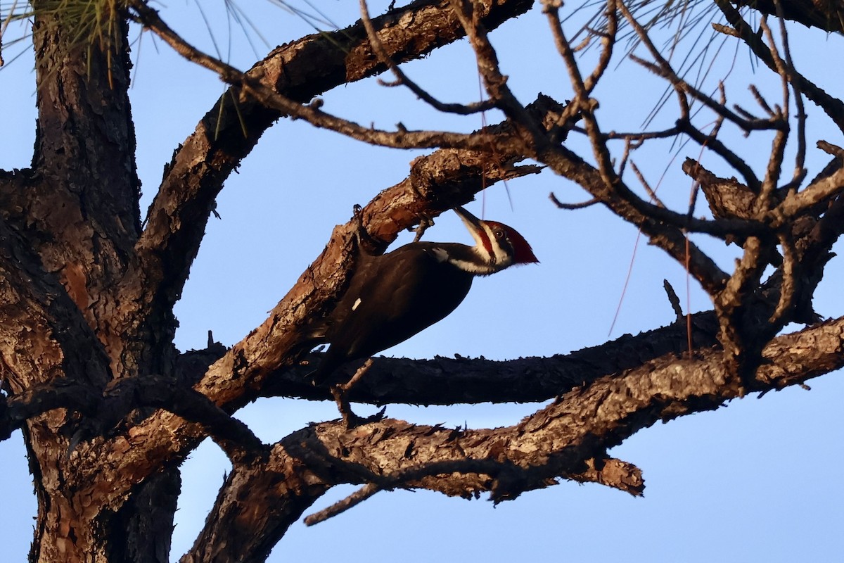 Pileated Woodpecker - ML647205151