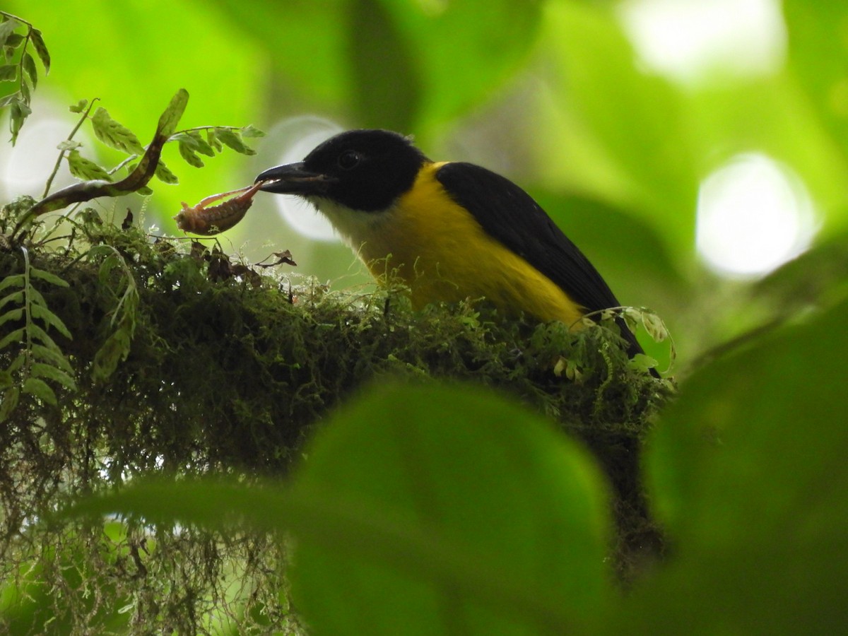 White-throated Shrike-Tanager - ML647205154