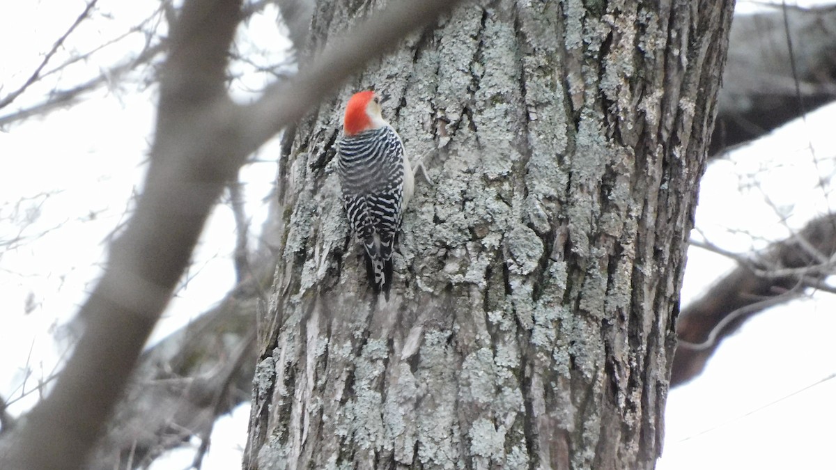 Red-bellied Woodpecker - ML647205159