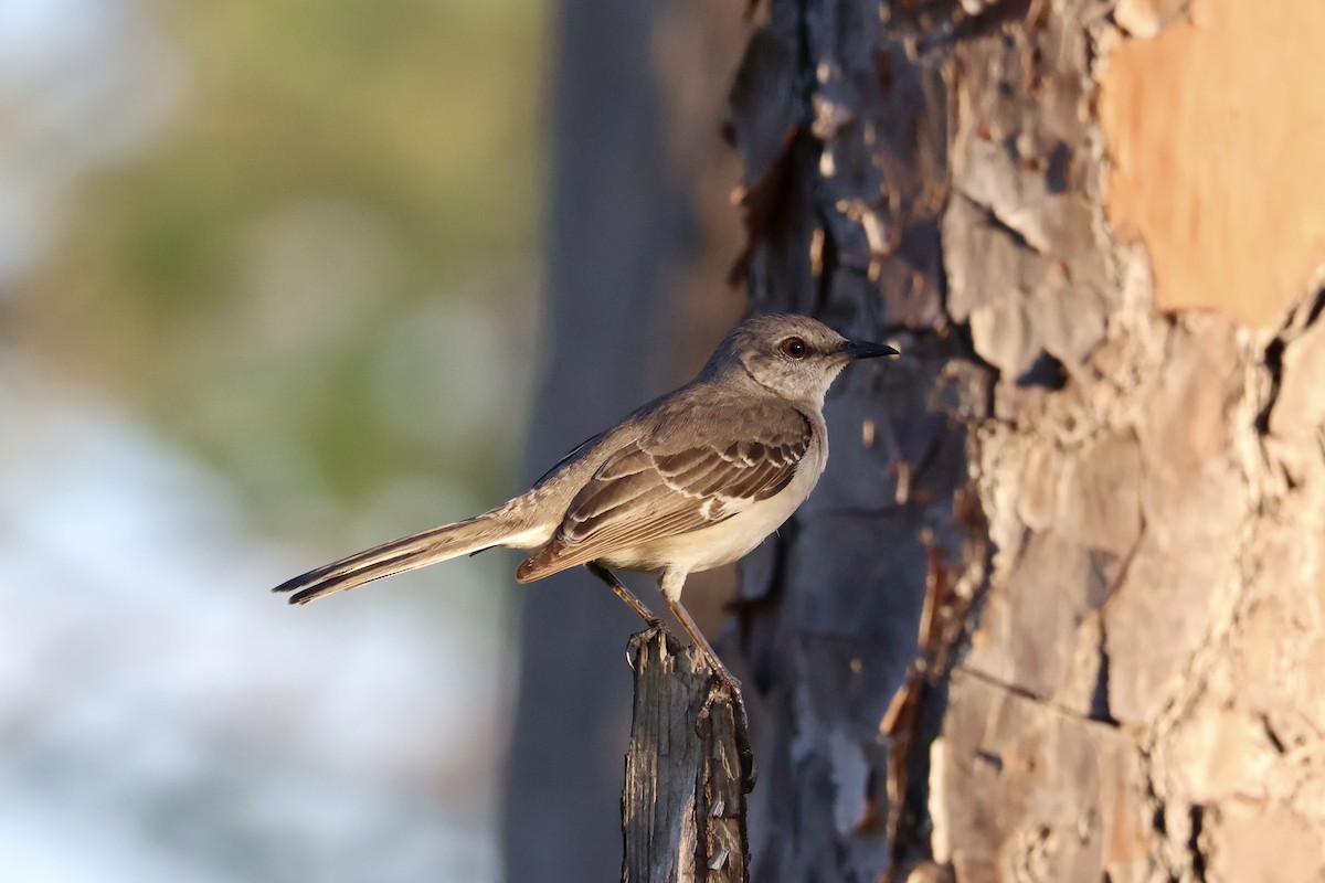 Northern Mockingbird - ML647205160