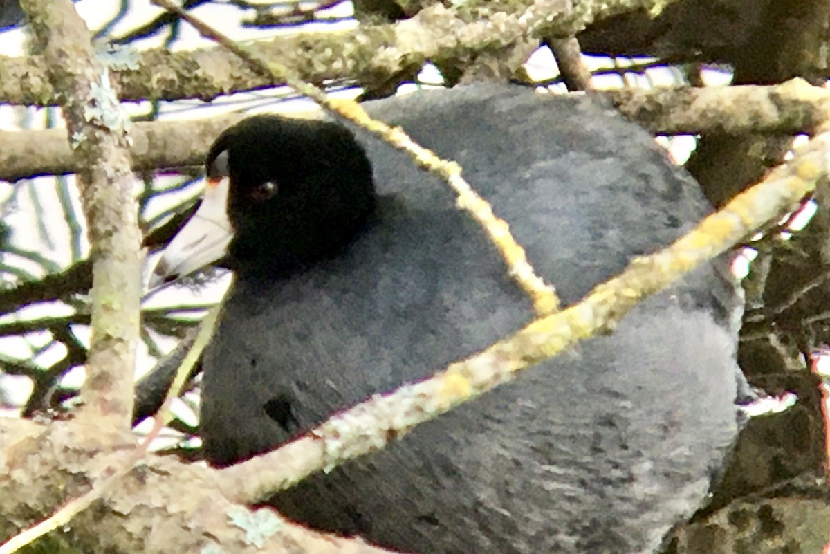 Kopetazuri amerikarra - ML647205166