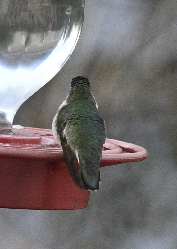 Colibri à gorge rubis - ML647205169