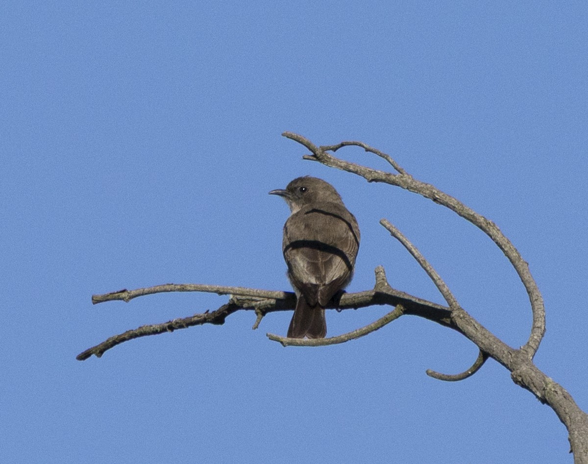 Brown-backed Honeybird - ML647205171