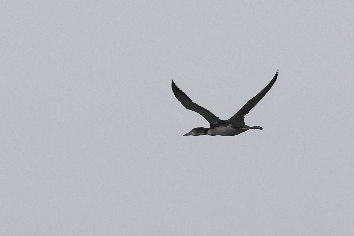 Common Loon - ML647205176