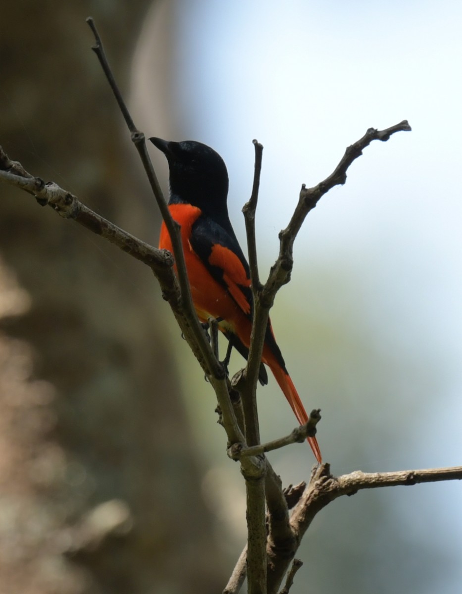 Scarlet Minivet - ML647205179