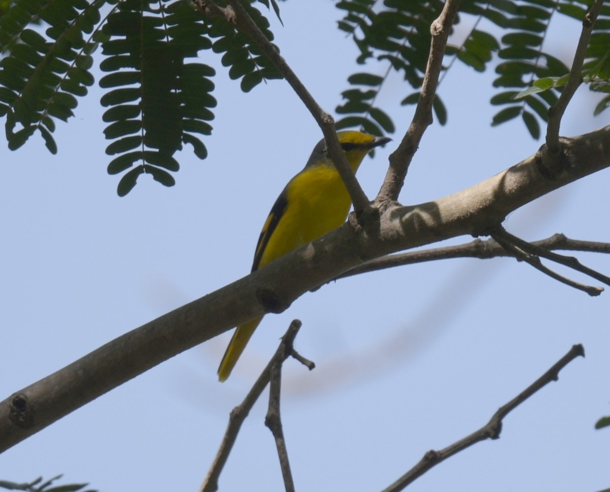 Scarlet Minivet - ML647205180